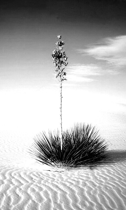 Растение среди пустыни обои