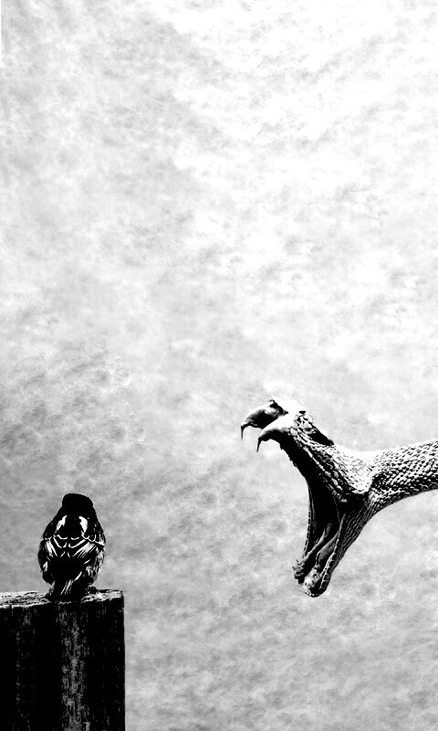 Змея-коряга напдает на птичку обои