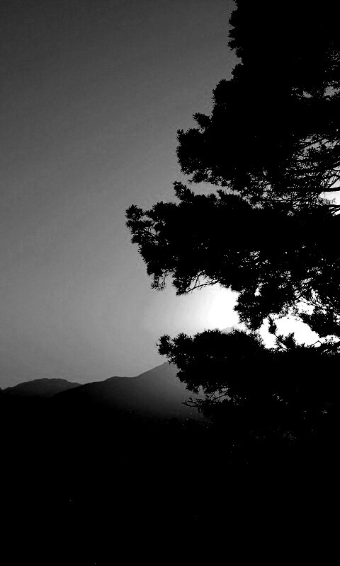 Силуэт дерева на закате обои