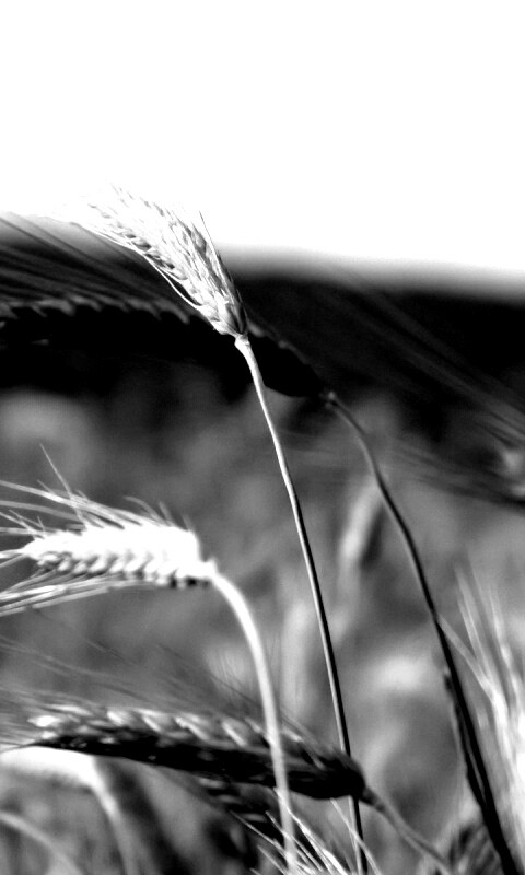Колоски на ветру обои
