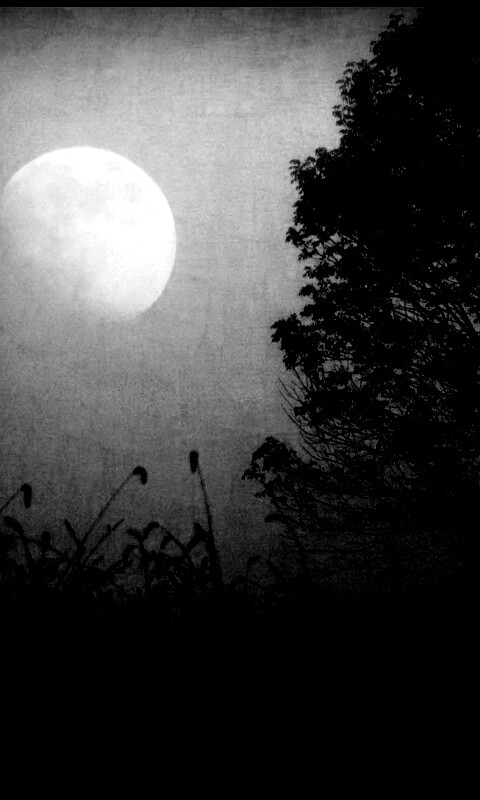 Дерево ночью обои