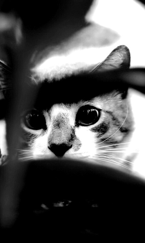 Кот в засаде обои