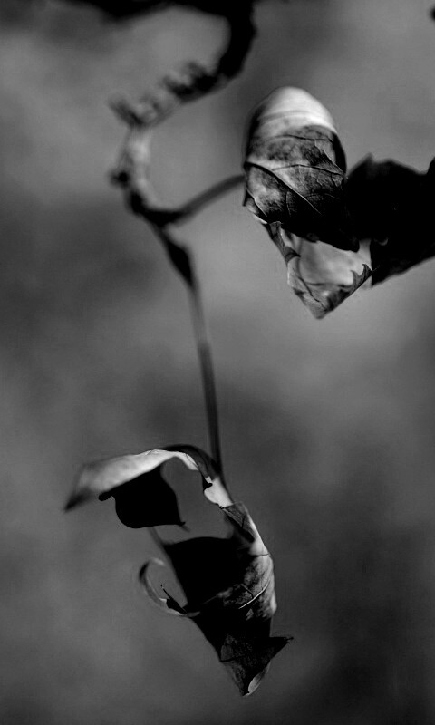 Увядшие листья обои