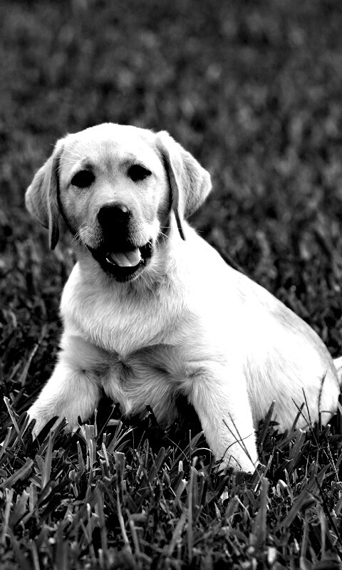 Щенок лабрадора в траве обои