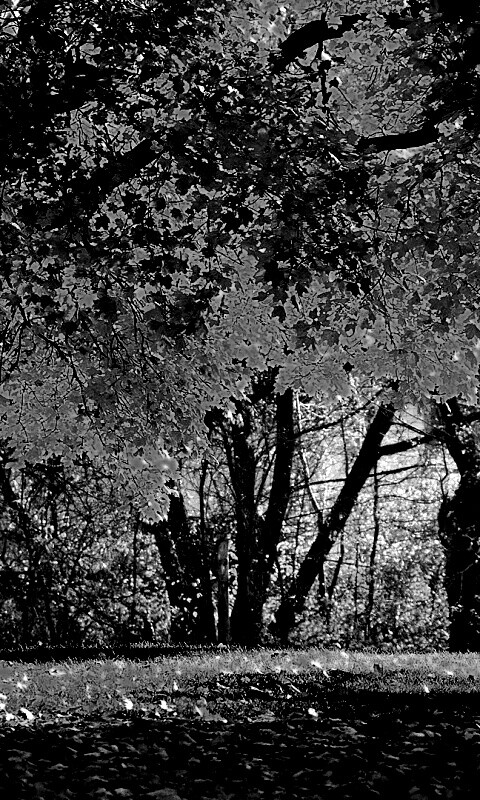 Размашистое осеннее дерево обои