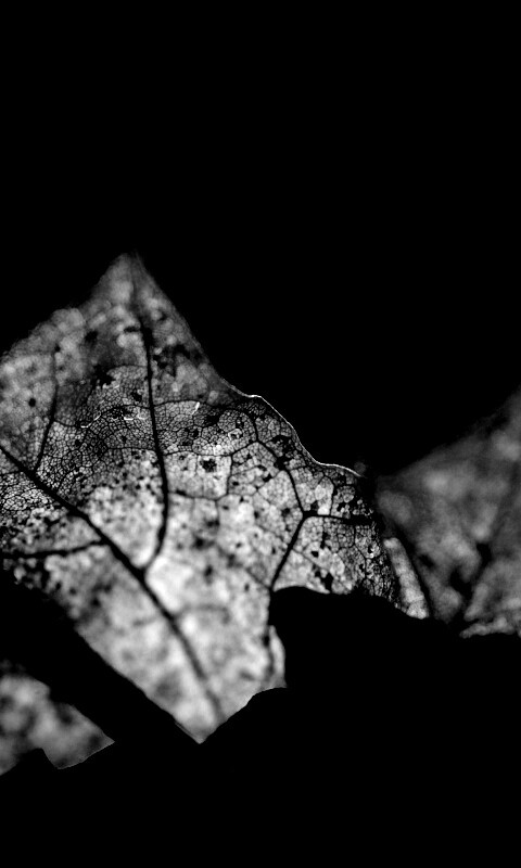 Осенний лист на забором обои