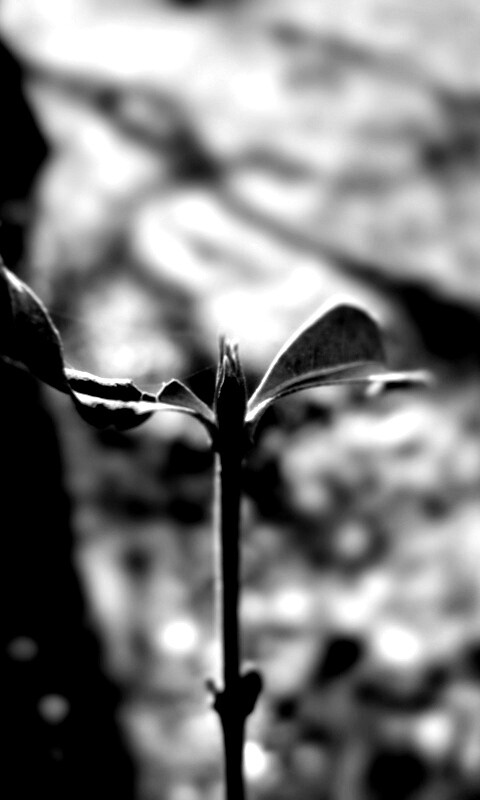 Красный росток обои