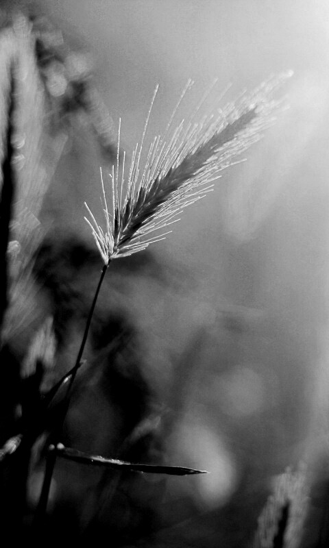 Травинки на солнце обои