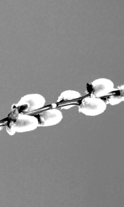 Пушистые почки обои