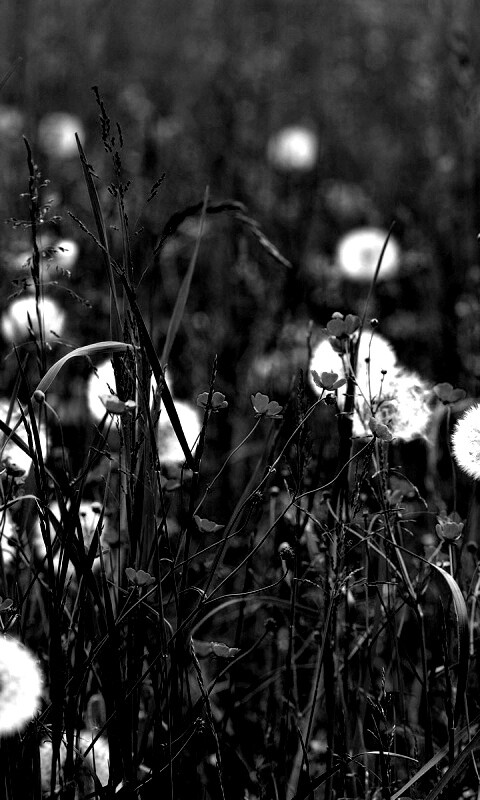 Поле одуванчиков обои