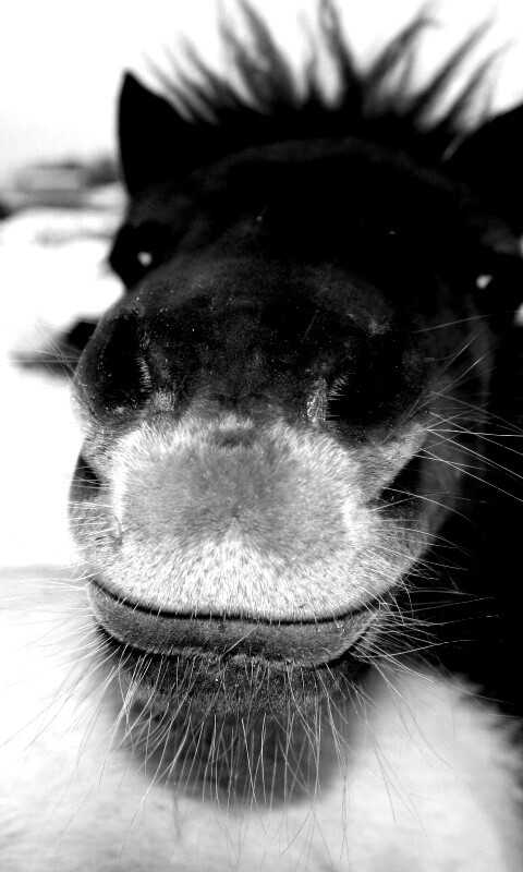 Морда пони обои