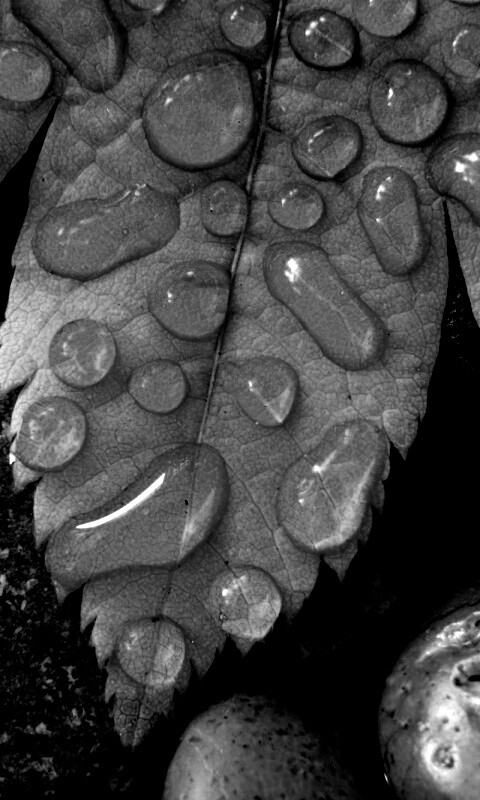 Мокрые листья на камнях обои