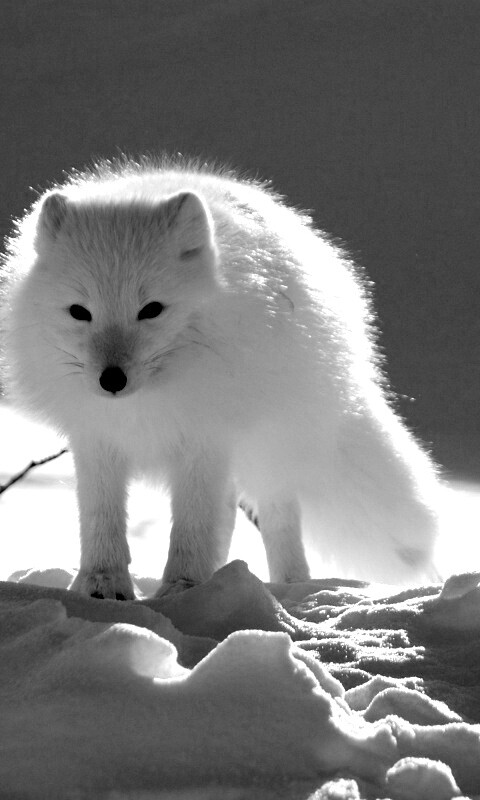Белый песец обои