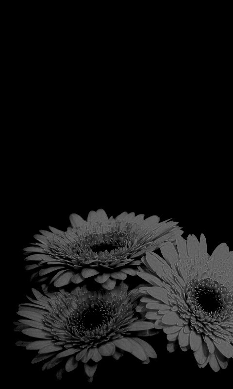 Красные герберы обои