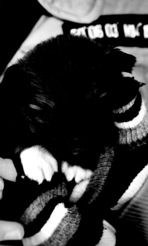 Два коричневых щенка обои