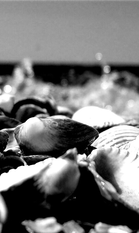 Морские ракушки обои