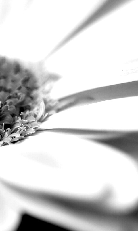 Гербер обои