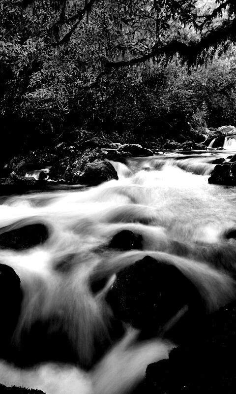 Лесной руче обои