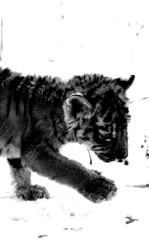 Тигренок на снегу обои