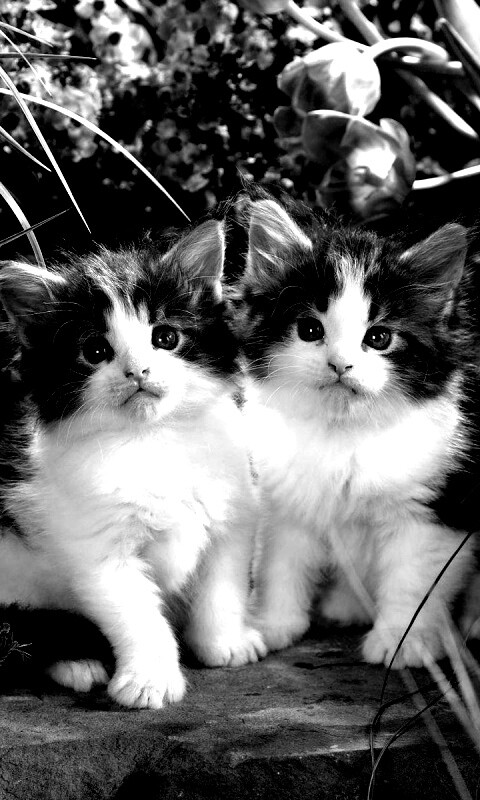 Котята в цветах обои