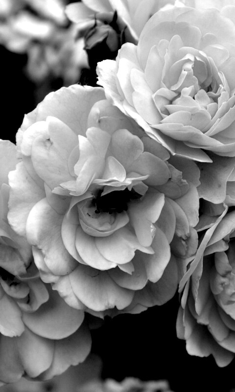 Розовые цветы обои