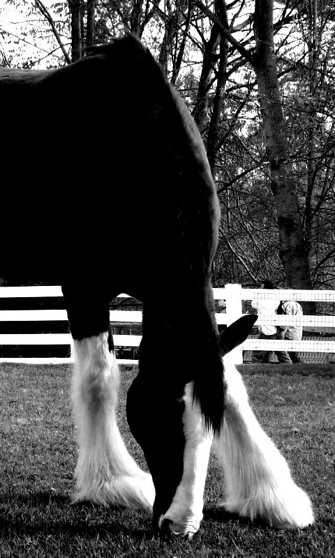 Лошадь с лохматыми ногами обои