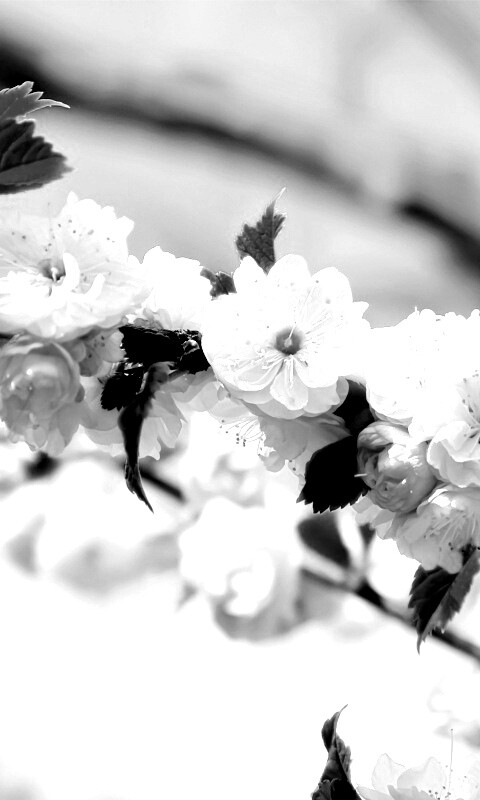 Ветка с цветами обои