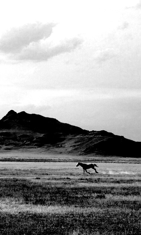 Мустанг в прериях обои