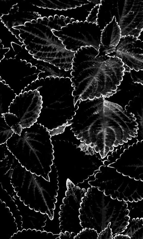 Красные листья обои