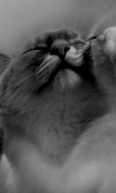 Котята с мамой обои