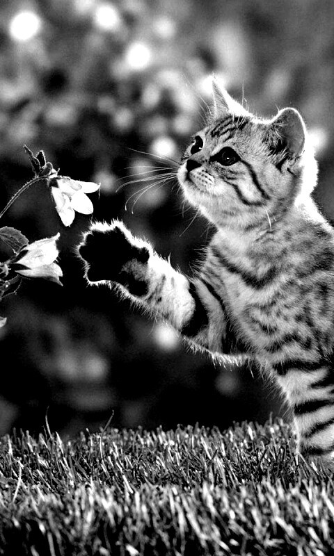 Котенок играет с цветами обои