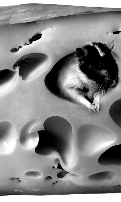 Мышка в сыре обои