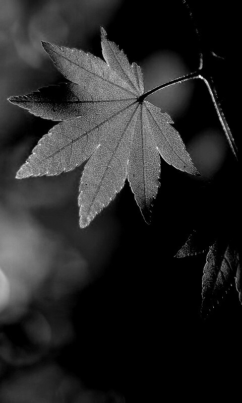 Осенние листья обои