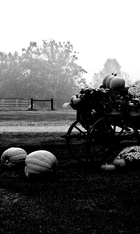 Урожай тыков обои