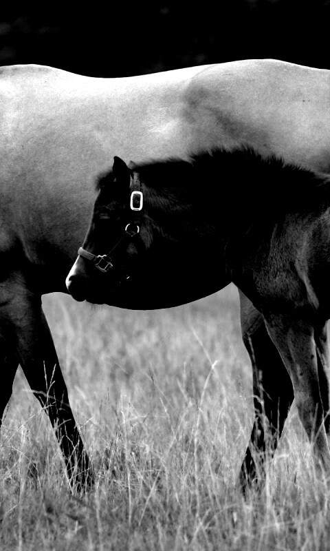 Жеребенок и беременная кобыла обои