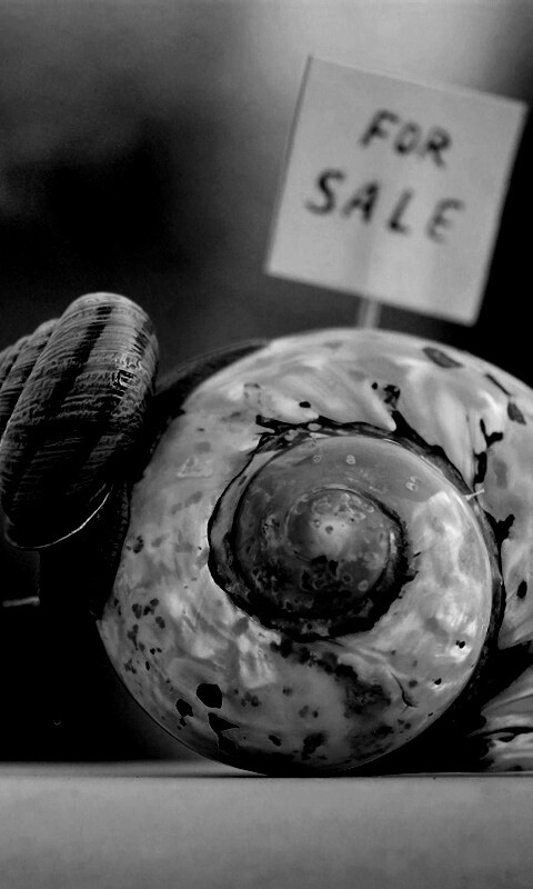 Улитка приматрвиает новый дом обои