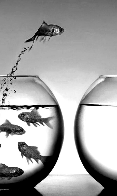 Побег рыбки обои