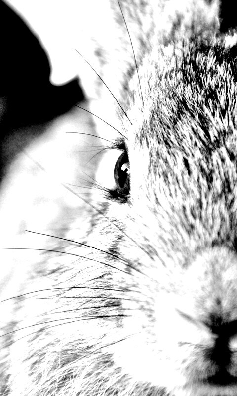 Пухлый кролик обои