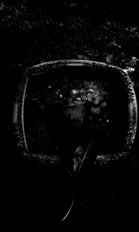 Роза на картинной раме обои