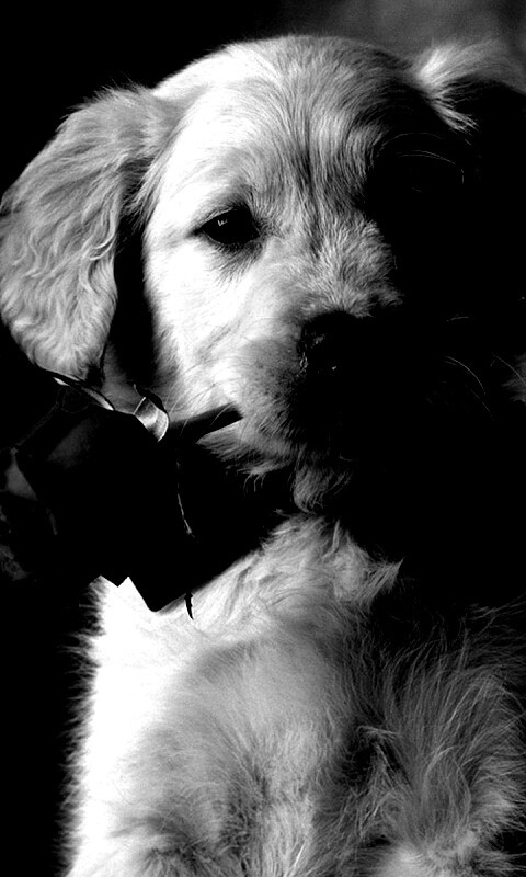 Щенок с розой в зубах обои