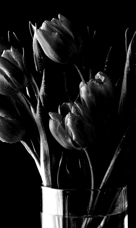 Букет тюльпанов обои