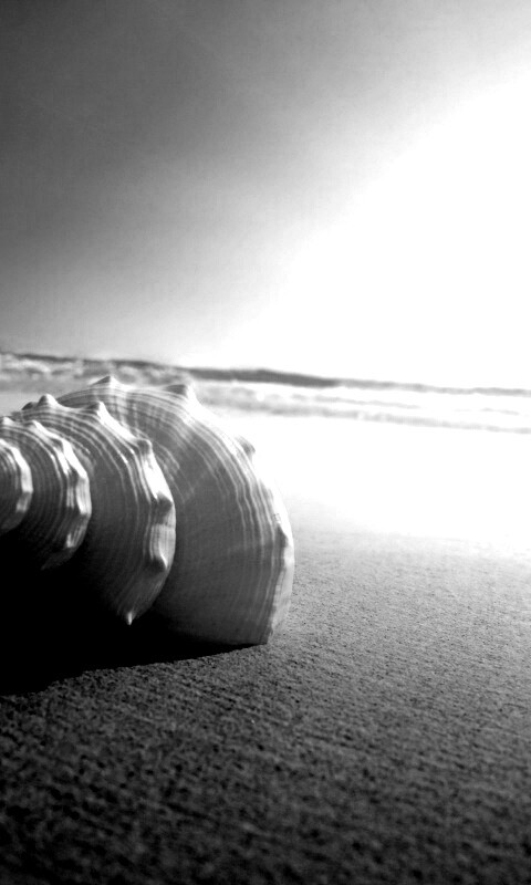 Золотистая ракушка обои