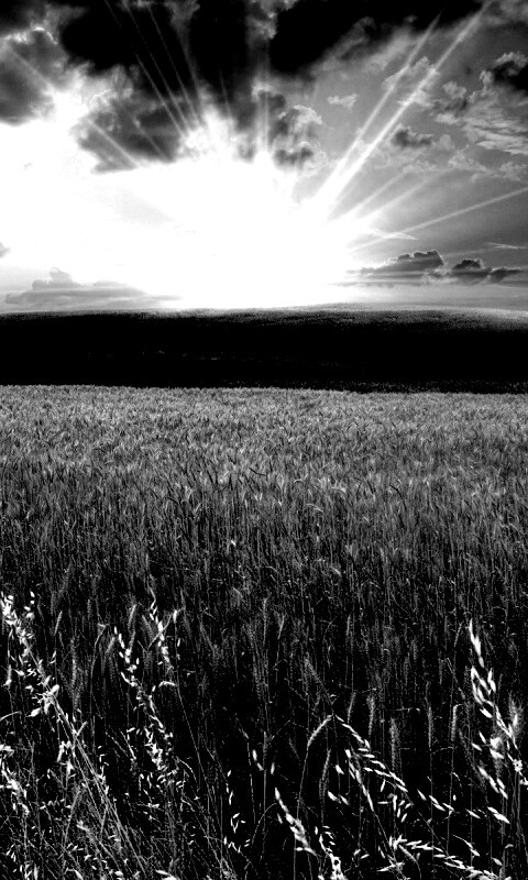 Восход над пшеничным полем обои