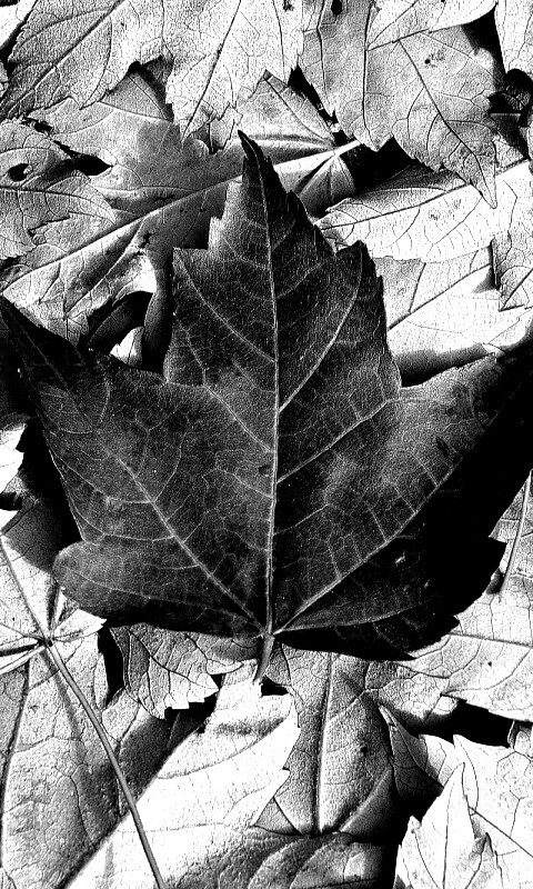 Флаг Канады из листьев обои