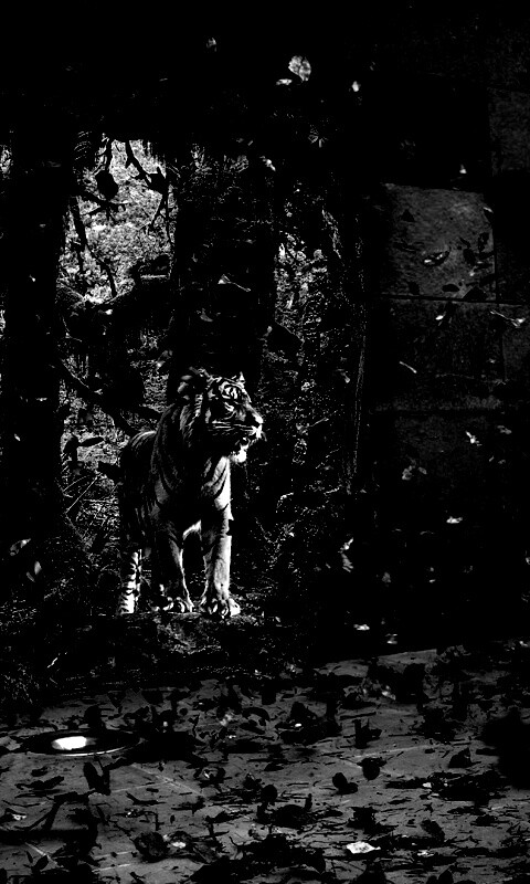 Портал в джунги обои