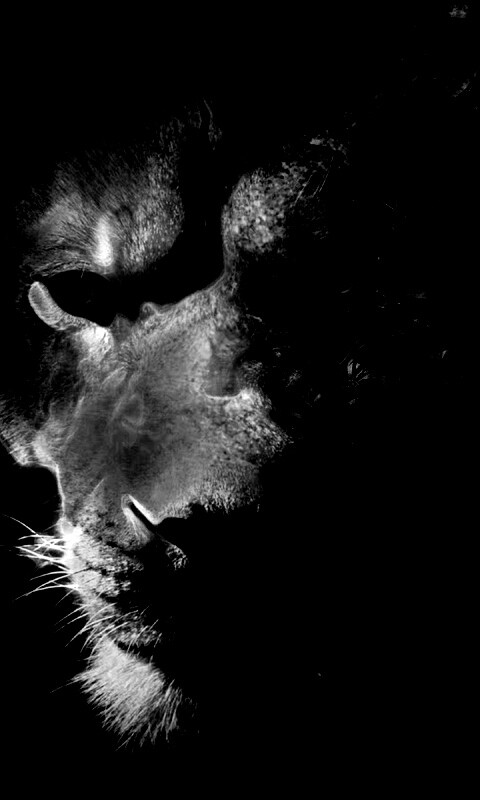 Фас льва обои