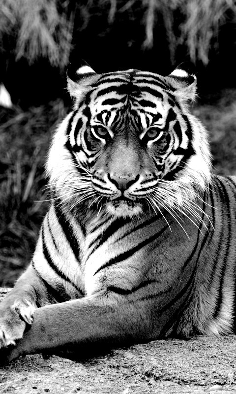 Тигр отдыхает обои