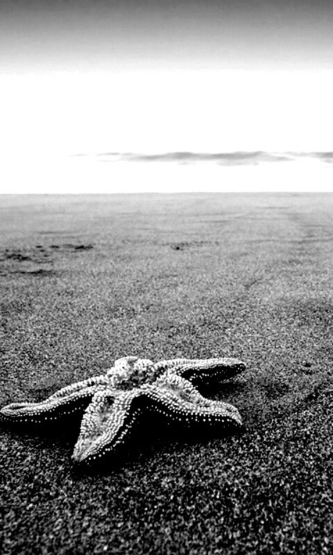 Морская звезда на бесконечном пляже обои