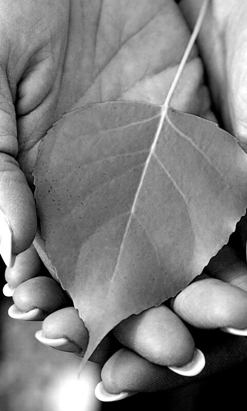 Осенний лист в руках обои