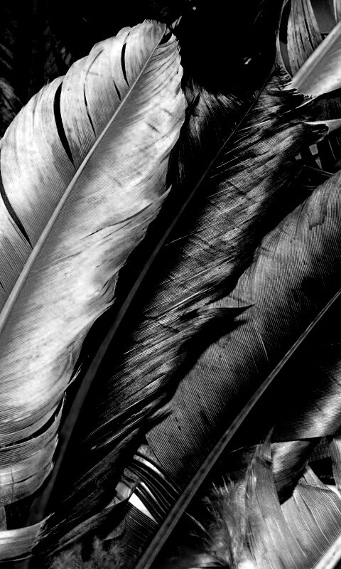 Разноцветные перья обои